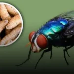 Exalcalde Muyshondt y cuatro personas más enfrentan juicio por vínculos con pandillas