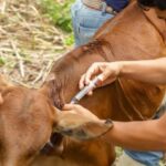 España afronta una nueva ola de calor