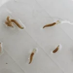 Asamblea aprueba préstamo por $60 millones para movilidad urbana y ratifica $250 millones en apoyo fiscal y de emergencias