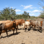 Ex primera ministra de Bangladés es condenada a muerte por crímenes de lesa humanidad