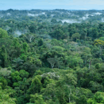 Capturan a varios implicados en obtener aparatos electrónicos de forma ilícita en Sonsonate