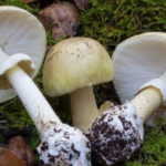 Envían a juicio a hombre acusado de maltrato animal en San Miguel