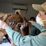 Detienen en Nuevo León a dos personas presuntamente vinculadas al Cártel del Noreste