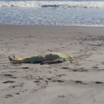 Hombre fallece tras ser embestido por un vehículo en Sonsonate