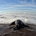 Papa León XIV llama al diálogo y la paz ante tensiones en Irán y Siria