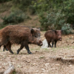 MARN prevé lluvias en varias zonas del país este sábado