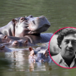 Tiroteo en escuela de Turquía deja 16 heridos