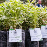 Más de 72 mil casos por estafas de lotificadoras han sido resueltos, según ministra de Vivienda